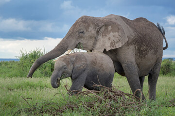 African elephant (Loxodonta africana) mother with baby, feeding on grass, Amboseli national park, Kenya.