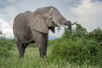 Fototapeta na wymiar African elephant (Loxodonta africana) bull, feeding on acacia bush, Amboseli national park, Kenya.