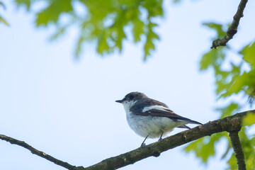 Closeup of a European pied flycatcher bird, Ficedula hypoleuca, perching on a branch, singing.