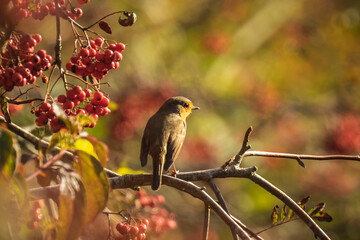 European Robin, Erithacus rubecula, bird in winter plumage feeding berries