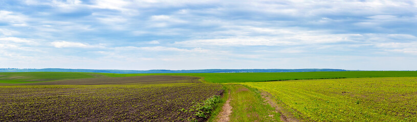 Fototapeta na wymiar Panorama of a spring field with young greenery and a dirt road in early spring