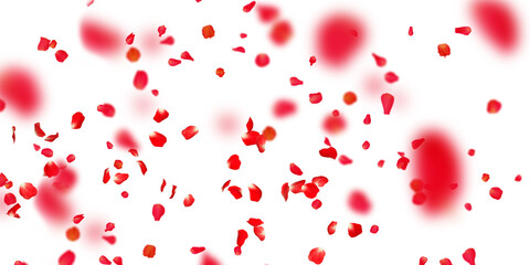 Rose petals Stock Image In white Background
