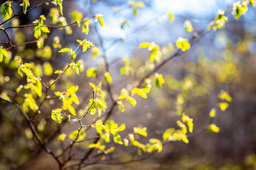 Young fresh leaves on the branches of a tree in the forest
