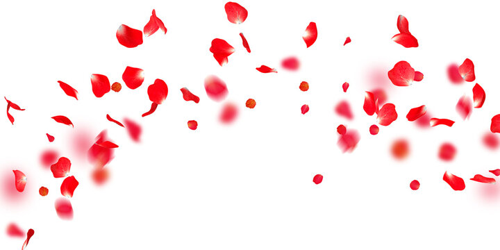 Rose petals Stock Image In white Background