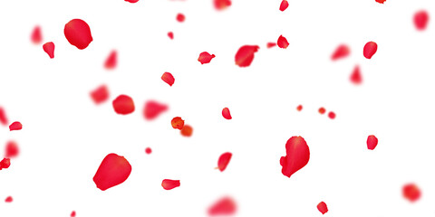 Rose petals Stock Image In white Background - obrazy, fototapety, plakaty