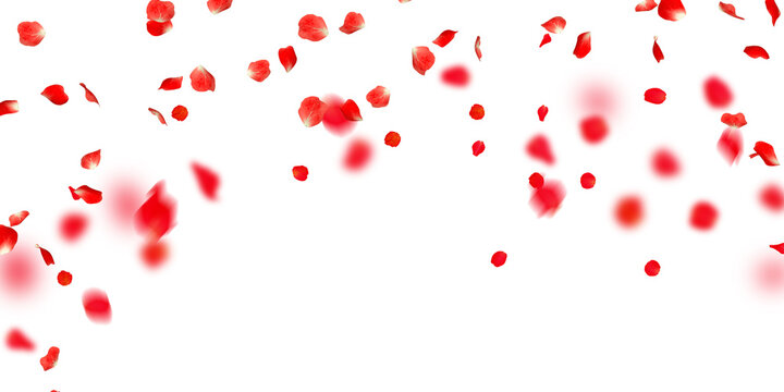 Rose petals Stock Image In white Background