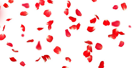 Rose petals Stock Image In white Background