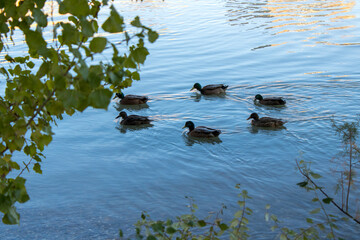 ducks on the lake