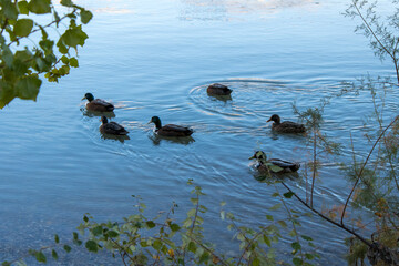 ducks in the lake