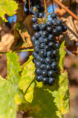 Rote Reben - Weinreben