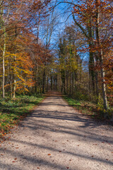 Obraz premium Herbstfarben im Wald bei Sonnenschein