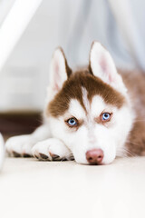 siberian husky puppy