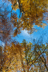 Herbst im Wal - Goldene Farben am Baum