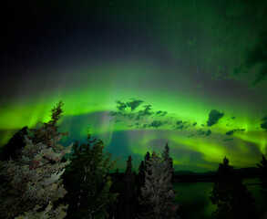 Intense green Aurora borealis over boreal forest
