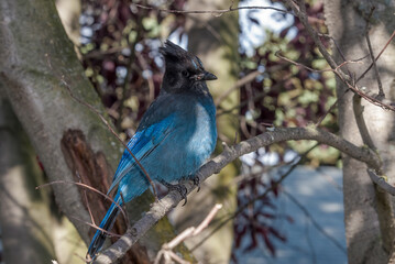 Steller’s Jay (Cyanocitta stelleri) in coniferous forest, Anchorage, Alaska, USA