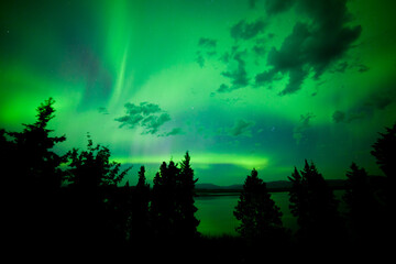Intense green northern lights over boreal forest