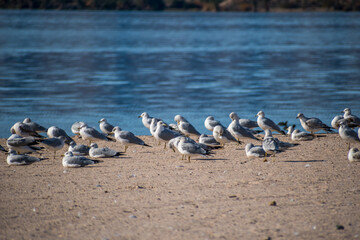 A Ring-billed Gulls in Lake Havasu, Arizona