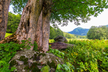 Fototapeta na wymiar Beautiful scene at Caucasus mountains with trees