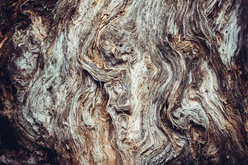 Old cracked stump in the wild forest