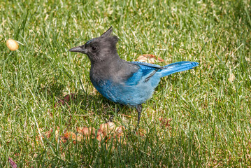 Steller’s Jay (Cyanocitta stelleri) in coniferous forest, Anchorage, Alaska, USA