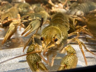 lobster on the beach