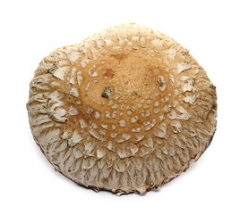Mushrooms isolated on white background