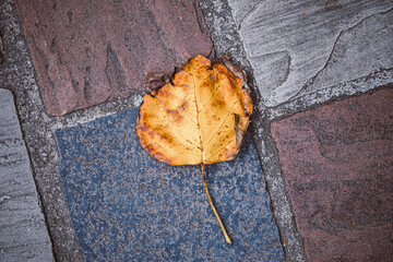 autumn leaf falls on stone floor