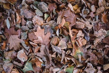ground full of different autumn leaves