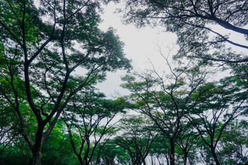 Trees landscape in the morning