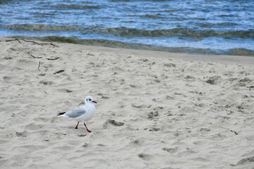 Close up on a grey and white seagull with red beak and legs walking along a sandy beach next to a Polish sea seen on a sunny summer day on a Polish countryside during a hike