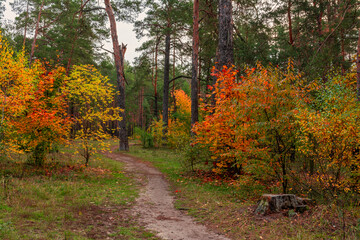 Beginning of autumn. The trees are painted in bright autumn colors. Beauty of nature. Hiking.