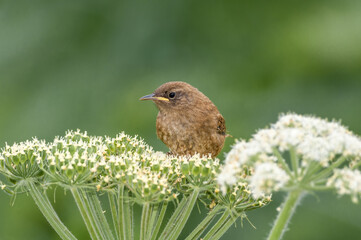 Pacific Wren (Troglodytes pacificus) fledgling at Chowiet Island, Semidi Islands, Alaska, USA