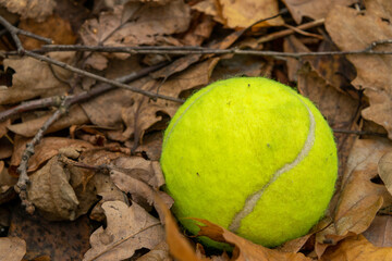 A tennis ball is lying on the fallen leaves.