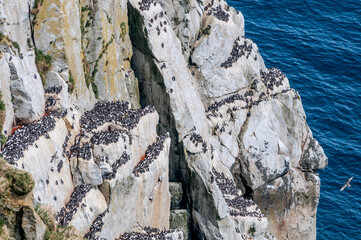 Colony of Common Murre (Uria aalge) at Chowiet Island, Semidi Islands, Alaska, USA
