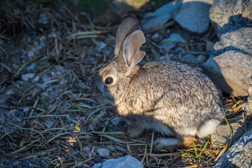 A brown Swamp Rabbit in Lake Havasu, Arizona