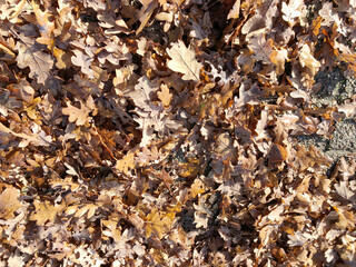 fallen oak leaves in the garden in autumn