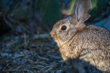 A brown Swamp Rabbit in Lake Havasu, Arizona