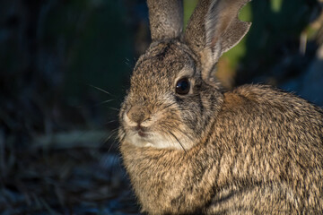 A brown Swamp Rabbit in Lake Havasu, Arizona