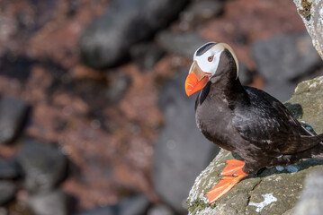 Tufted Puffin (Fratercula cirrhata) at St. George Island, Pribilof Islands, Alaska, USA