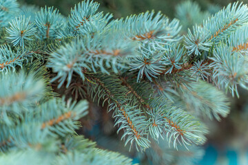 blue spruce branches close up