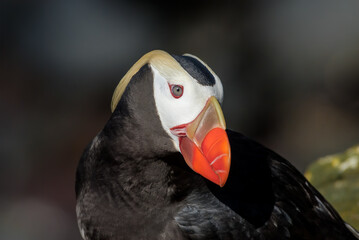 Tufted Puffin (Fratercula cirrhata) at St. George Island, Pribilof Islands, Alaska, USA