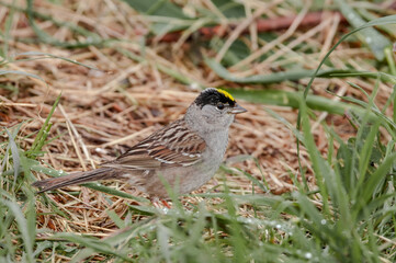 Golden-crowned Sparrow (Zonotrichia atricapilla) at Chowiet Island, Semidi Islands, Alaska, USA