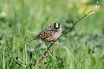Golden-crowned Sparrow (Zonotrichia atricapilla) at Chowiet Island, Semidi Islands, Alaska, USA