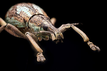 INSECTA  Coleoptera  Curculionidae en focus stacking