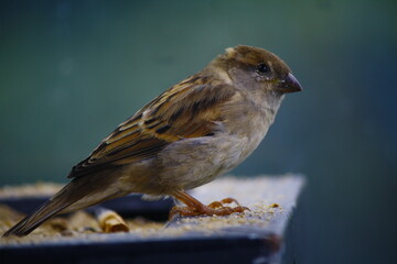 Female house sparrow looking of into the distance