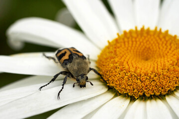 A beetle with yellow and black spots crawls on white chamomile petals