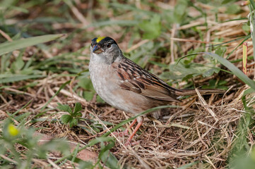 Golden-crowned Sparrow (Zonotrichia atricapilla) at Chowiet Island, Semidi Islands, Alaska, USA