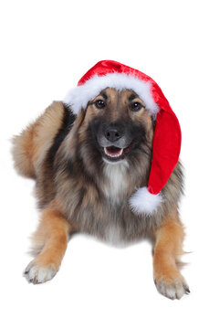 Cute dog with christmas costume