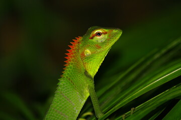 green garden lizard in the rainforests of sri lanka