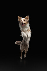crazy Dog jumping . Pet in the studio on a black background. Active Border Collie